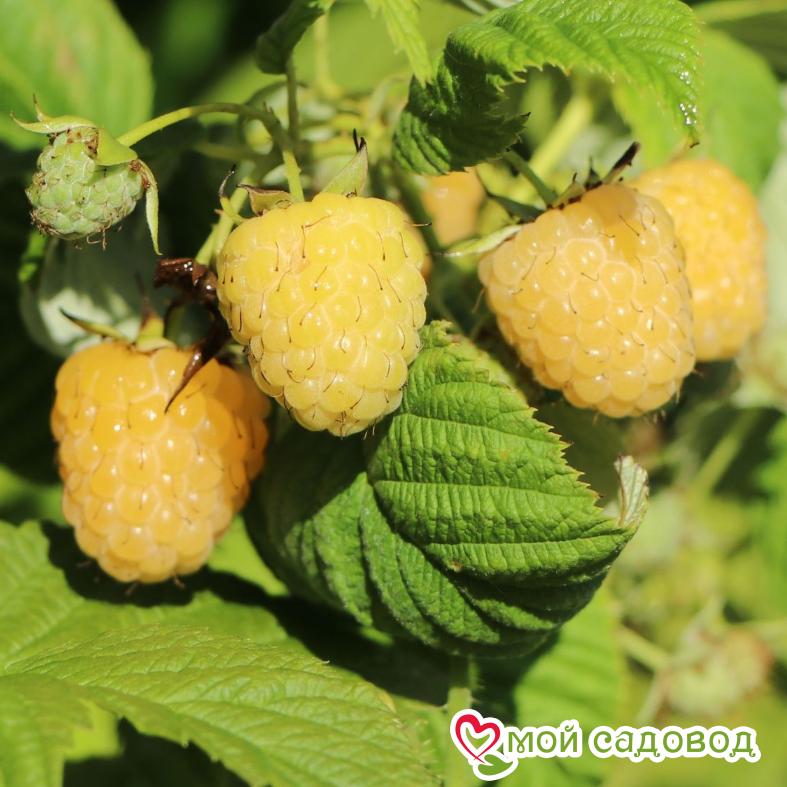 Малина Голден Квин